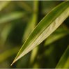 Bamboo Fragrance Refill 30ml