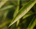 Bamboo